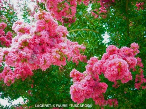 Lagerstroemia indica x fauriei 'Tuscarora' - standard - blossom